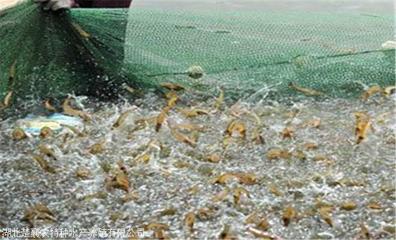 循环水南美白对虾养殖系统 如何养殖南美白对虾